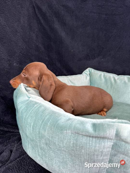 jamnik miniaturowy choco tan Jamnik