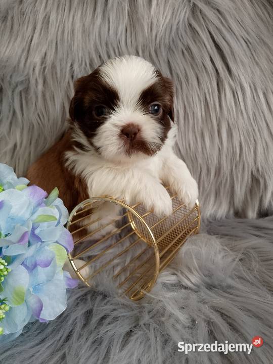 Piekny piesek rasy ShihTzu Zwierzęta Namysłów sprzedam