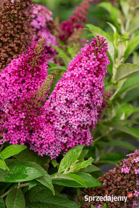 Budleja dawida butterfly candy śląskie