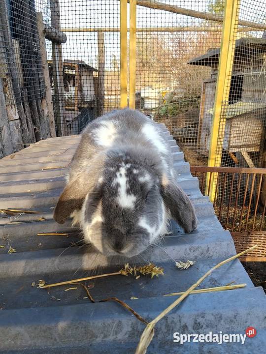 Sprzedam samca baran francuski Gołdap