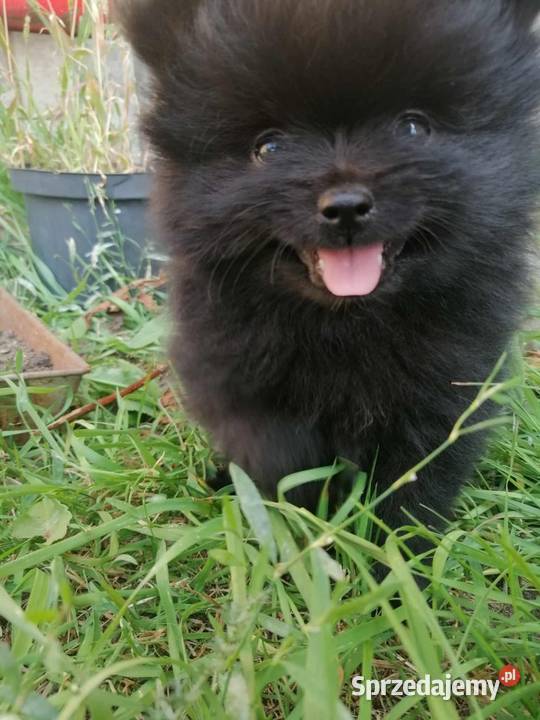 Szpic miniaturowy pomeranian Psy