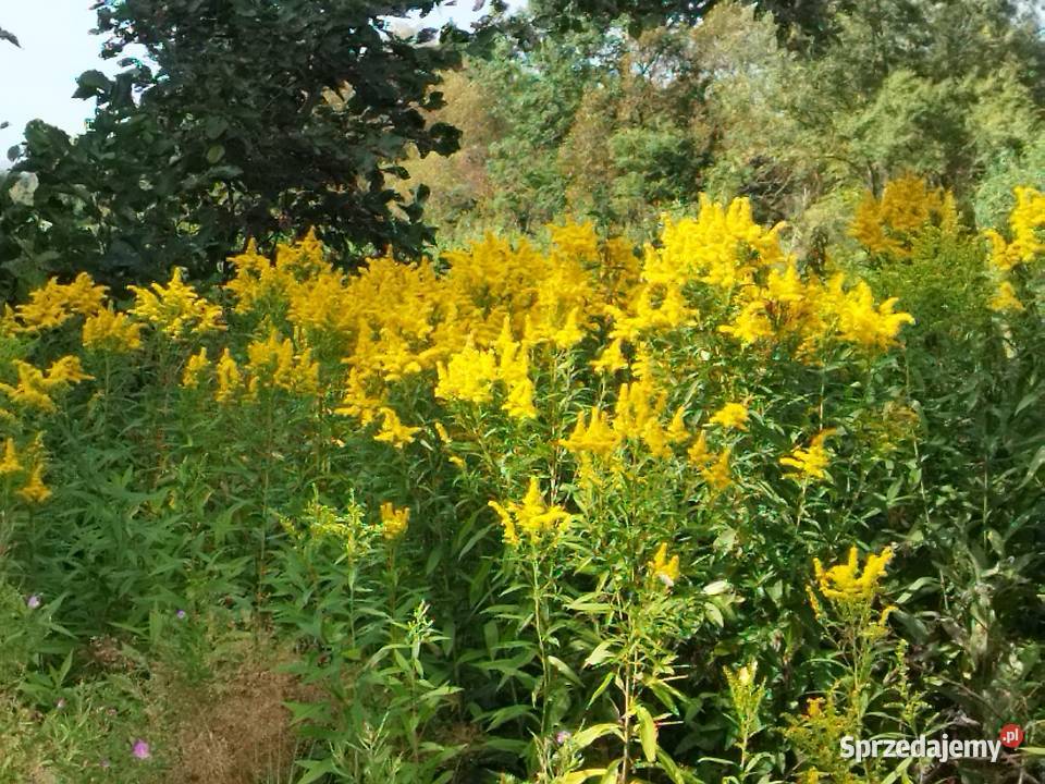 Nawłoć kwiat 1 Markusy sprzedam