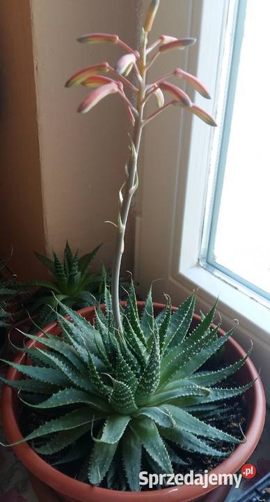 Aloes ocisty rolina doniczkowa r.17cm.Kwiaty domowe. d -  Sprzedajemy.pl
