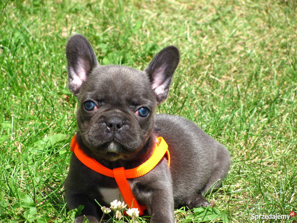 Buldog Francuski buldożki blue błękitne Włocławek