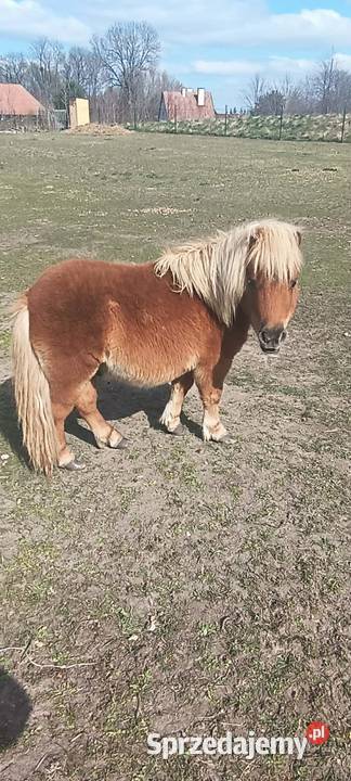 Kuc szetlandzki 1roczny OGIEREK Orzysz