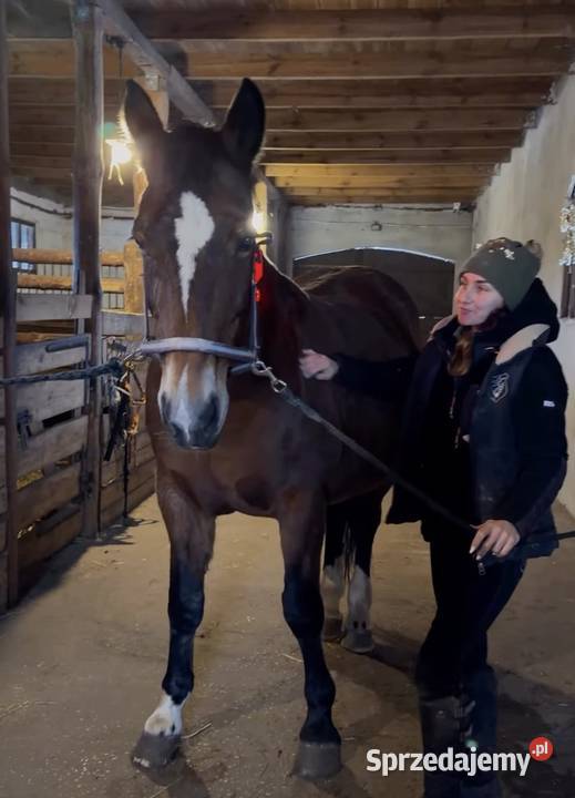 Lumaflex Essential DUO Horse Human Zestaw 3 Janowo