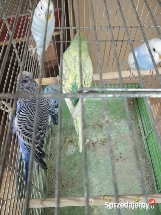 Papugi faliste akeksandretty śląskie