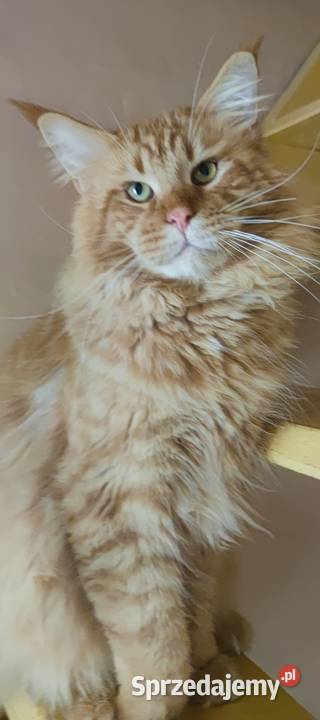 Maine Coon duże linie hodolwa FPL Radomsko