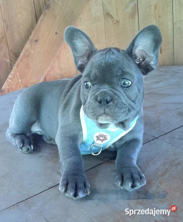 Buldog francuski pieski Pabianice