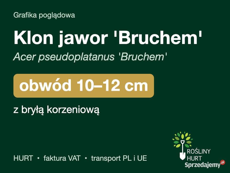 Klon jawor Bruchem obwód 1012 z bryłą HURT