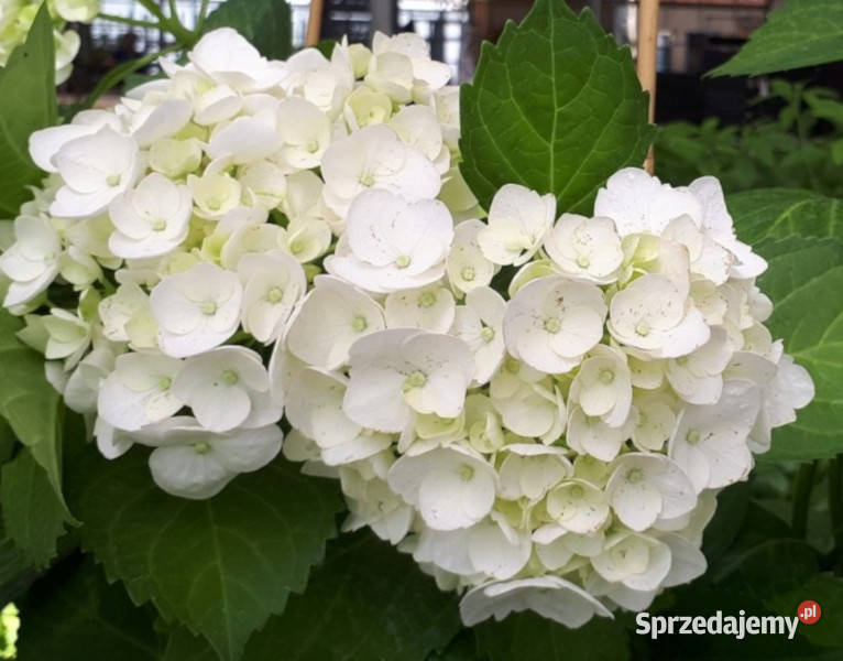 HORTENSJA SOEURE THERESE sadzonki w doniczkach Liściaste Ustronie
