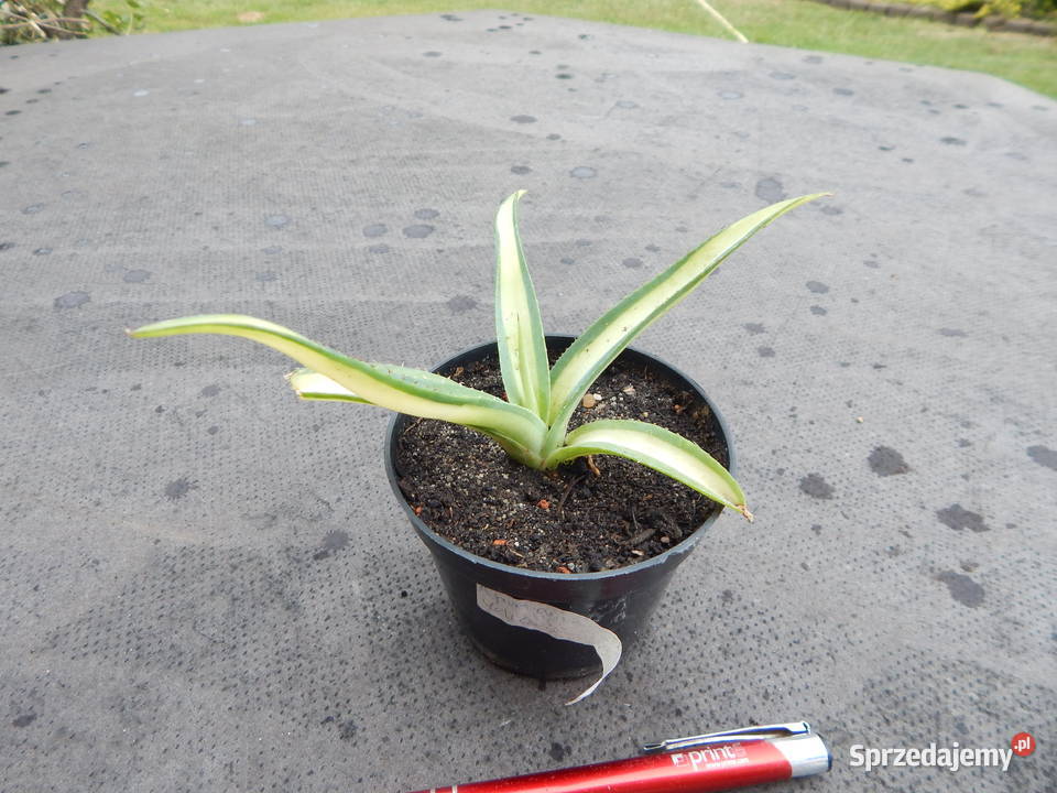 Unikatowa agawa kolekcjonerska Agave guiengola małopolskie sprzedam