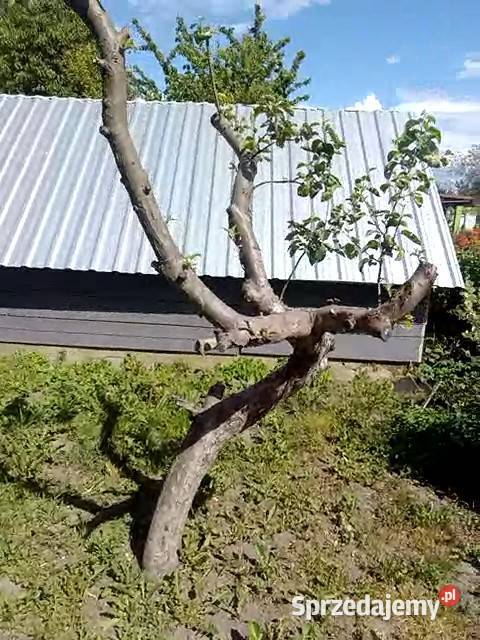 Syndyk sprzeda prawo do działki ROD Łask