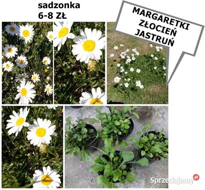 JUKA KWIAT sadzonki dużemożliwa wysyłka Poznań