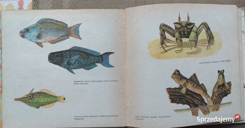 książki dzieci Bukowno sprzedam