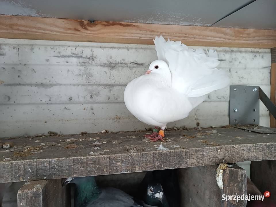 Pawiki Białe piękne