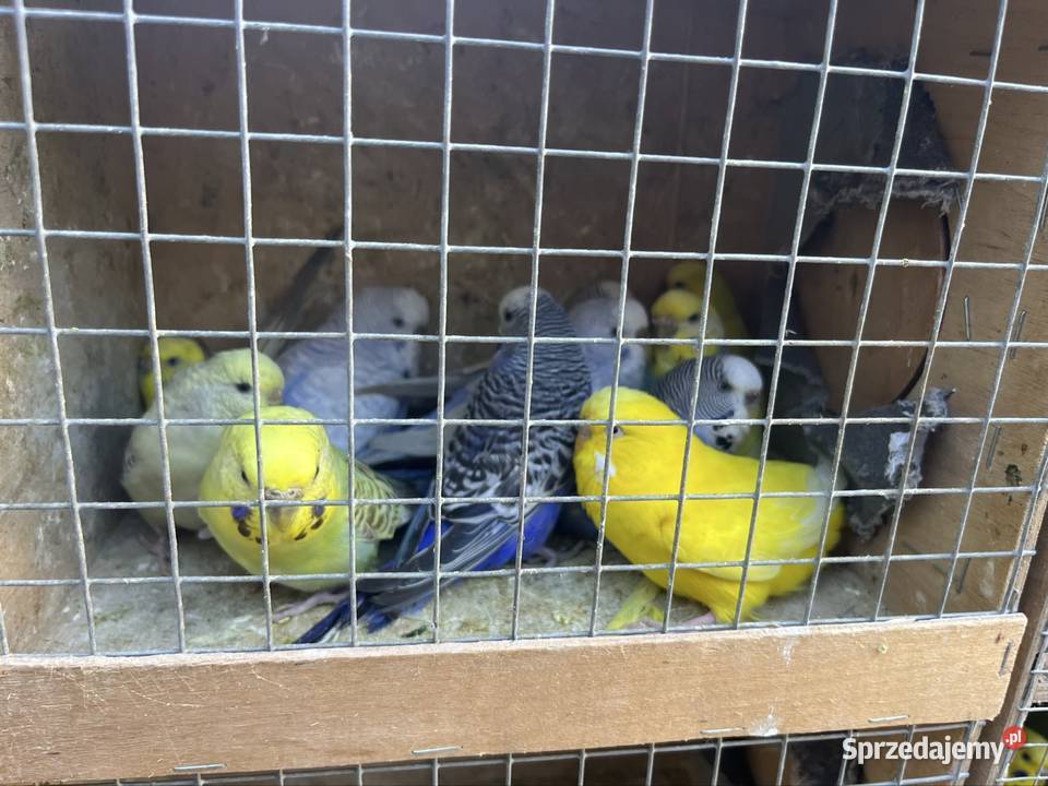 Papugi faliste Zachowice