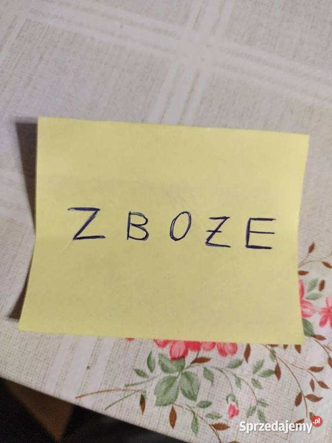 Dynia słoma Boglewice