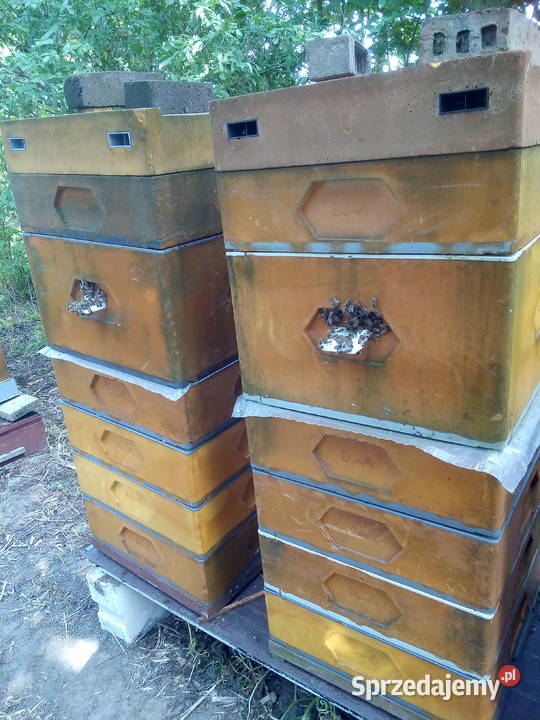 Sprzedam do10 rodzin pszczelich na ramce Pelplin