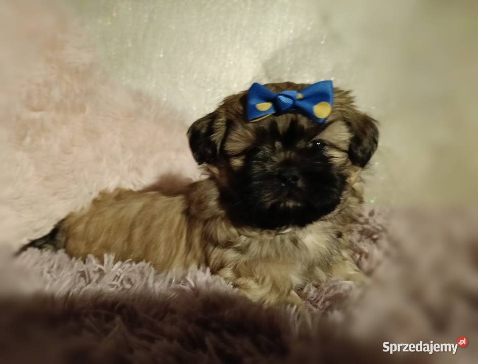 Piękny chłopiec Shih Tzu w typie europejskim Legnica