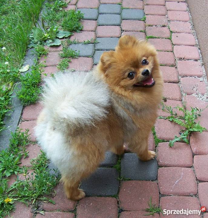 Szpic miniaturowy Pomeranian FCI suczka Mława