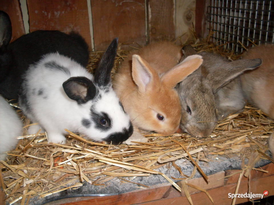 sprzedaz królików hodowlanych Pozostałe Stary Jaworów