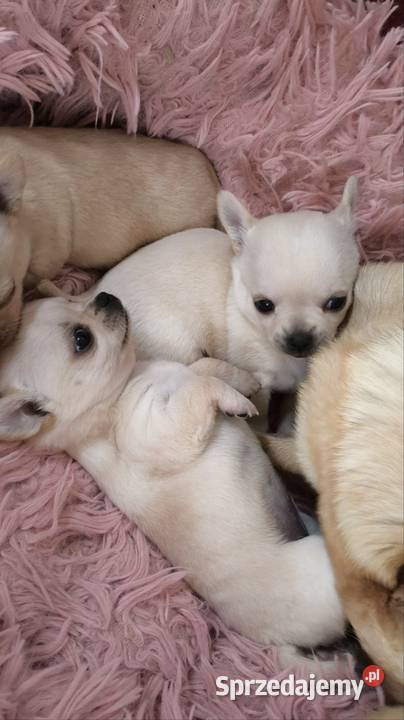 CHIHUAHUA SZCZENIĘTA Championach Rodowód FCI Wwy