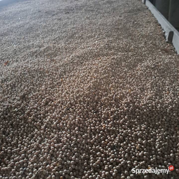 Groch batuta na poplon siew Bychawa