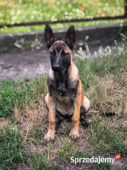 Amber owczarek belgijski malinois Owczarek Zwierzęta Lublin