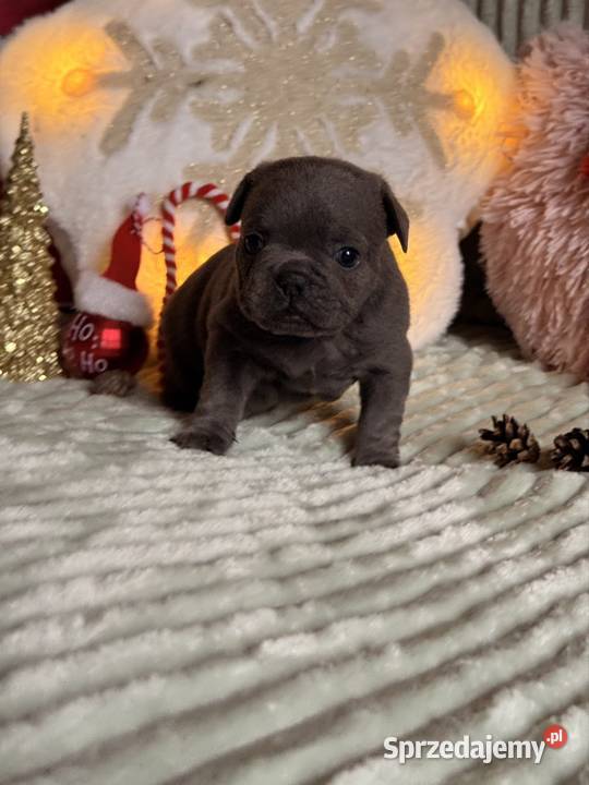 Buldog francuski do rezerwacji Częstochowa sprzedam