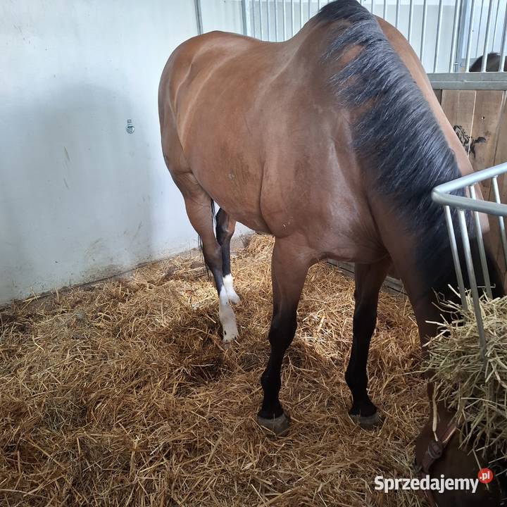 Wolny boksy w stajni przydomowej Hotel BŁASZKI Błaszki