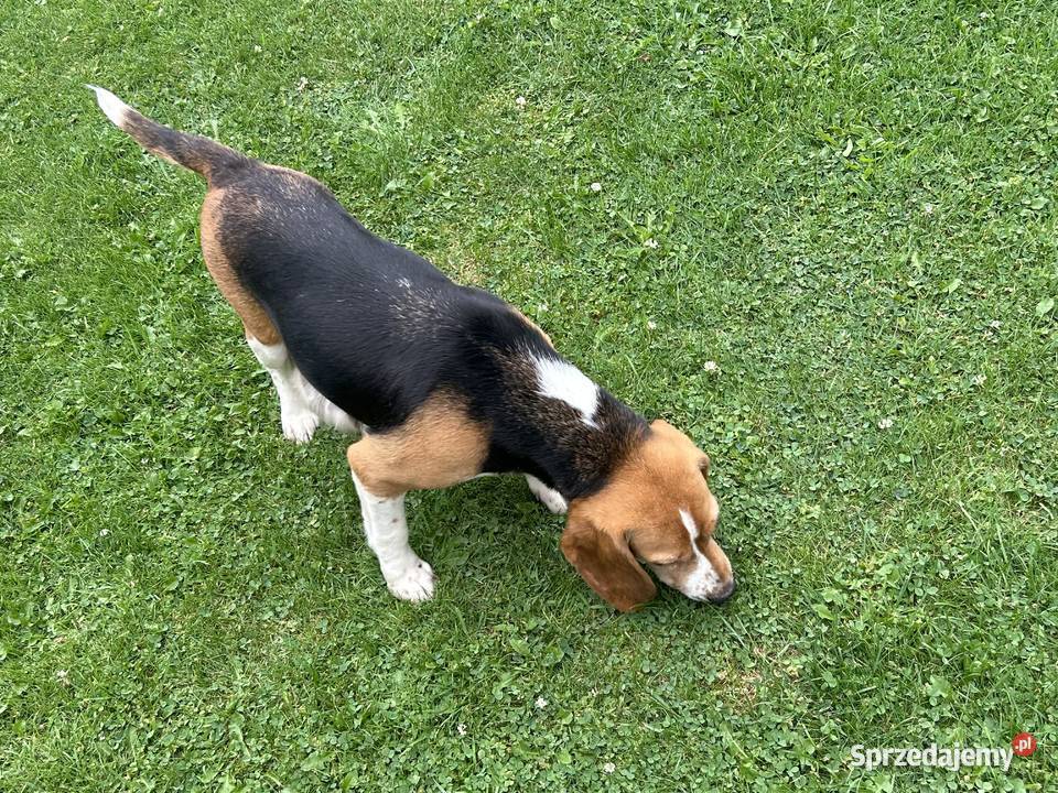 Szczenięta Beagle małopolskie Mystków
