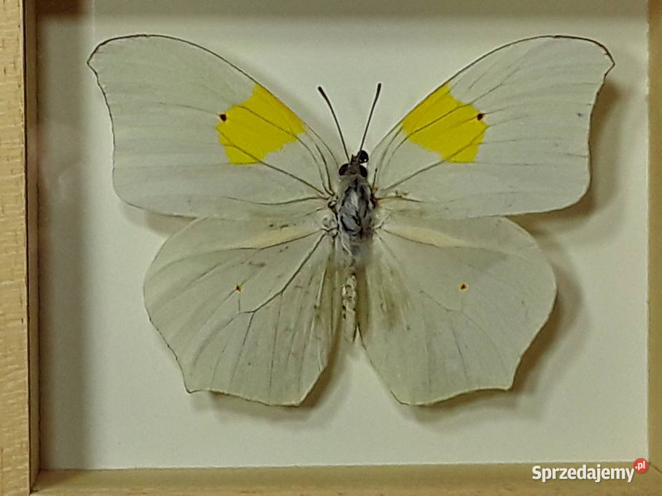 Motyl w ramce 12x10 Anteos clorinde Meksyk Szczecin sprzedam