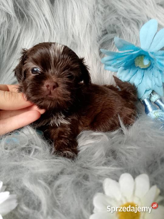 Śliczny piesek czekoladowy z białym rasy ShihTzu Shih Tzu Namysłów
