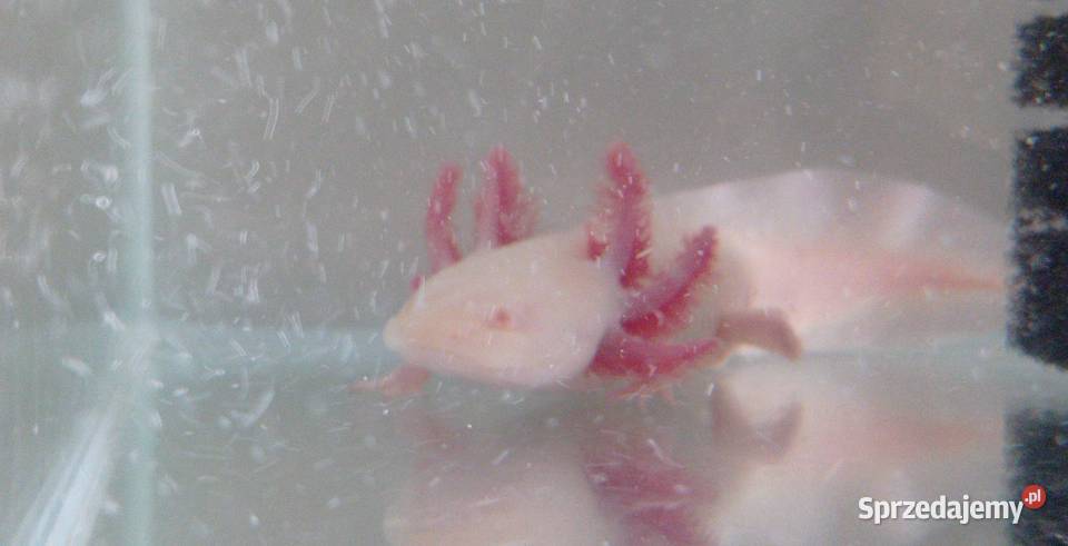 Aksolotl Abystoma Mexykańska Akselotl Różne Rzeszów