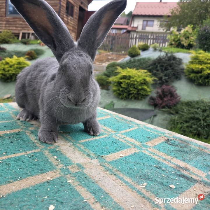 Sprzedam samice son bez rodowdu