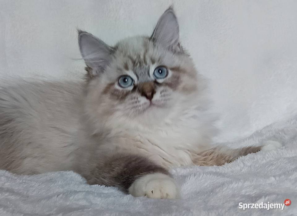 Koty Syberyjskie Neva Masquerade LORD Zwierzęta wielkopolskie Kwilcz