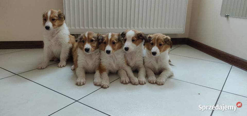 Owczarek Szkocki Collie lessie szczenięta