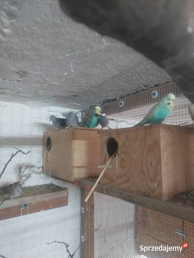 Sprzedam papugi faliste WPF i drobną egzotykę łódzkie Błaszki