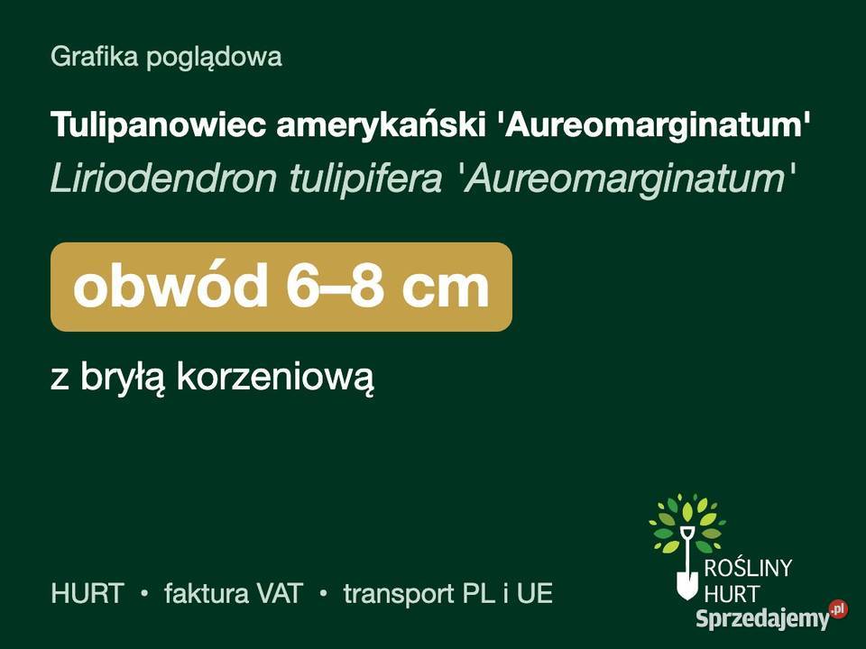 Tulipanowiec amerykański Aureomarginatum obw 68