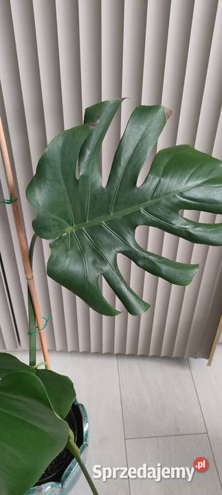 Monstera deliciosa Lublin