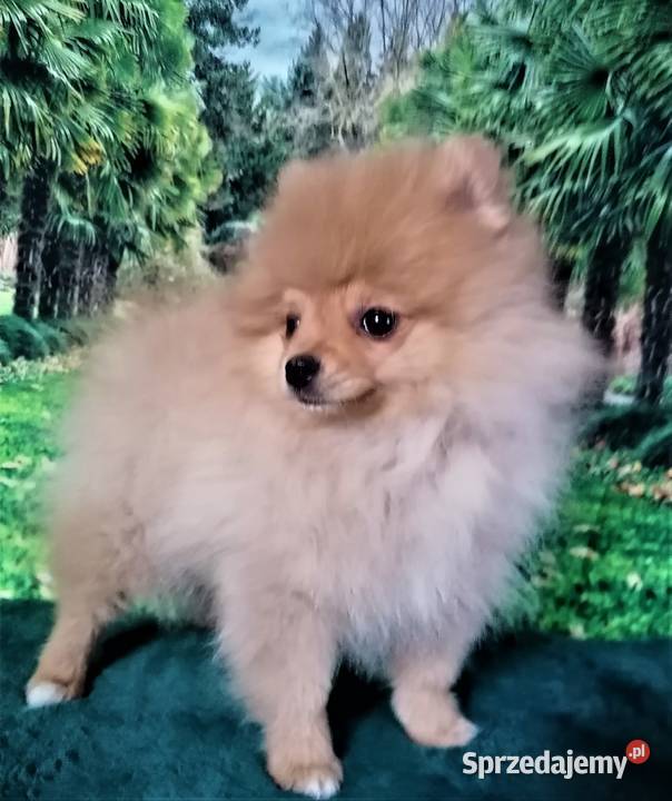 POMERANIAN szpic miniaturowy Suchy Bór
