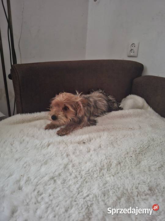 York terrier świętokrzyskie Pawłów