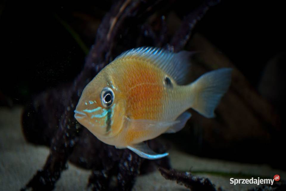 Grzebiec zielony Biotodoma Cupido ODŁÓW WF