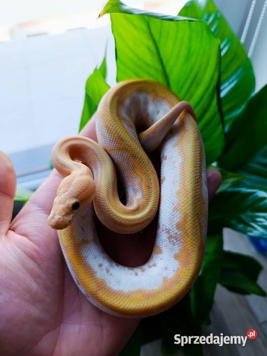 Pyton królewski Samiec Góra Kalwaria sprzedam