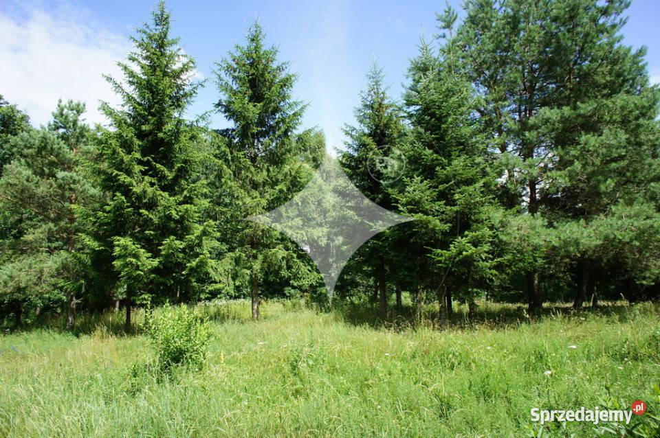 Działka rolnobudowlana j Tajno Orzechówka