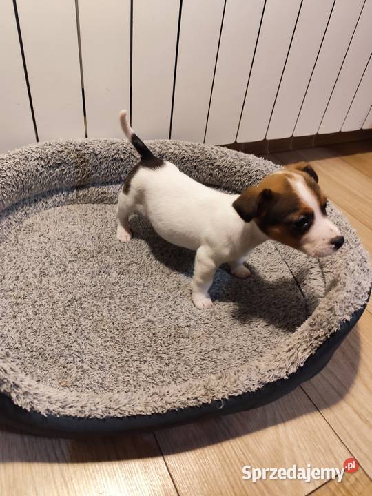 Jack Russell terrier łódzkie Piątek