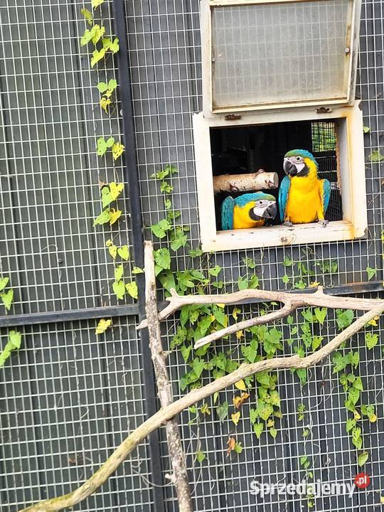 Ara ararauna 2025 r Ptaki Aleksandrów Kujawski