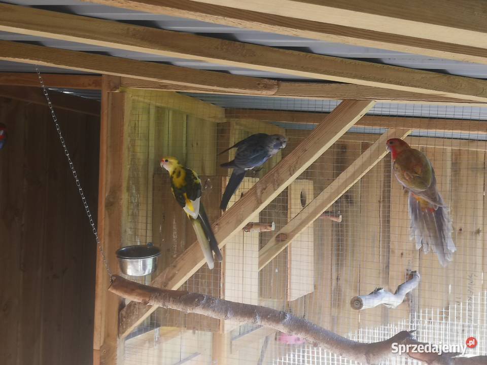 Rozella rozelle sprzedam