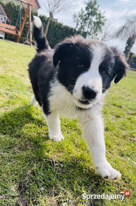 Piesek Border Collie